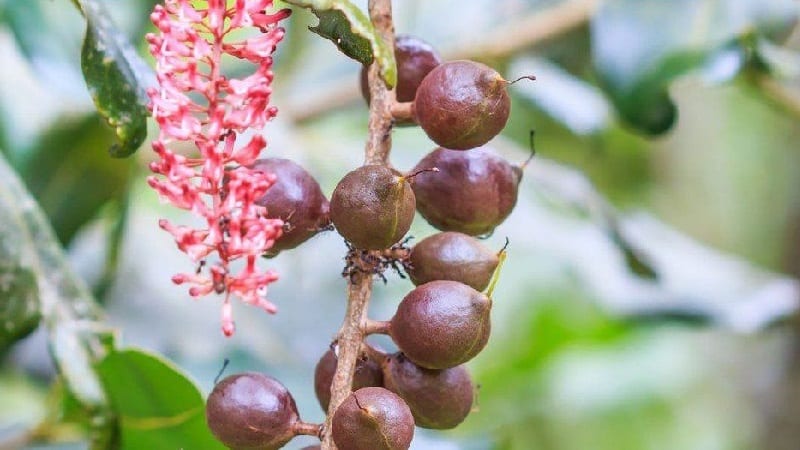 Where and how does macadamia nut grow and how is it used?