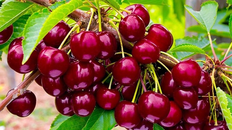 Characteristics and description of Ovstuzhenka cherries with large berries and excellent taste
