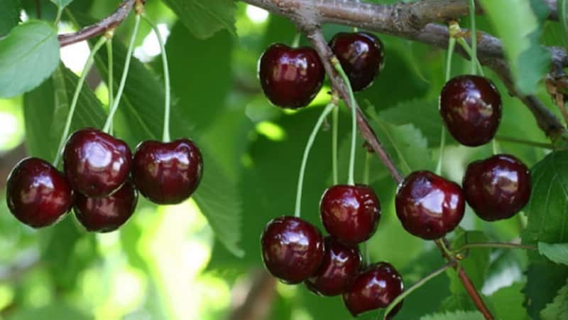 Characteristics and description of Ovstuzhenka cherries with large berries and excellent taste