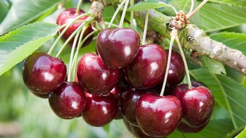 Characteristics and description of Ovstuzhenka cherries with large berries and excellent taste
