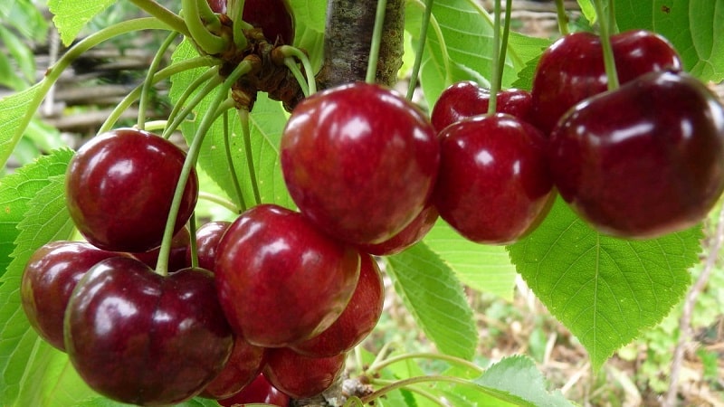 Characteristics and description of Ovstuzhenka cherries with large berries and excellent taste