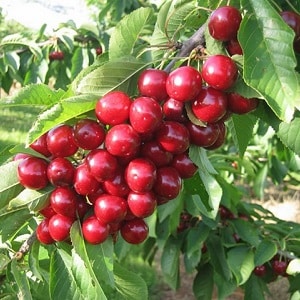 Characteristics and description of Ovstuzhenka cherries with large berries and excellent taste