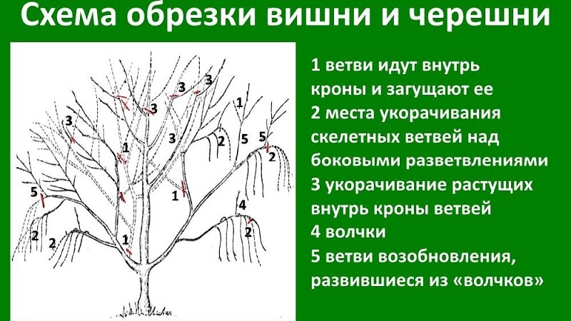 Characteristics and description of Ovstuzhenka cherries with large berries and excellent taste