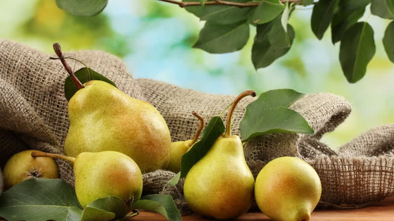 Chemical composition of pear, calorie content and its health benefits and harms