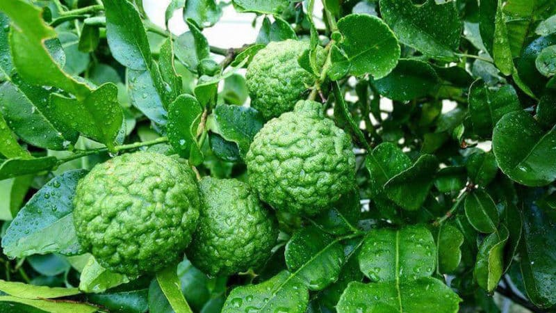 Kaffir lime - what kind of plant is it?