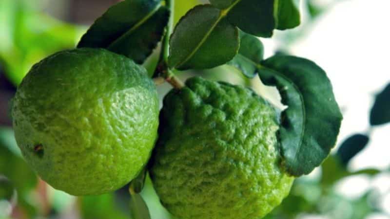 Kaffir lime - what kind of plant is it?