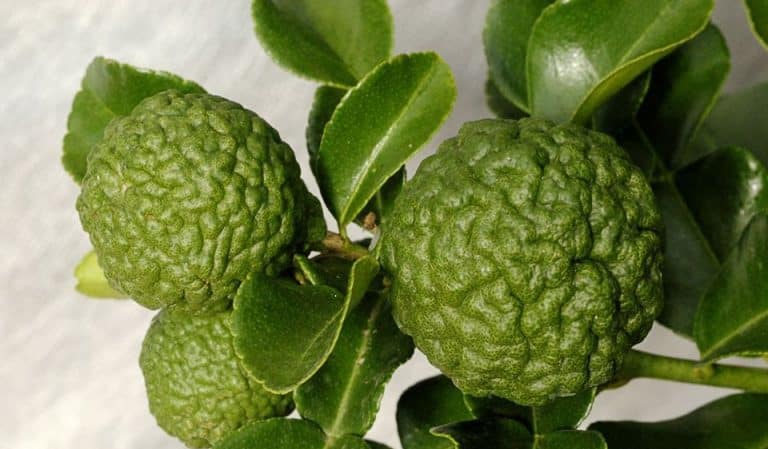Kaffir lime - what kind of plant is it?