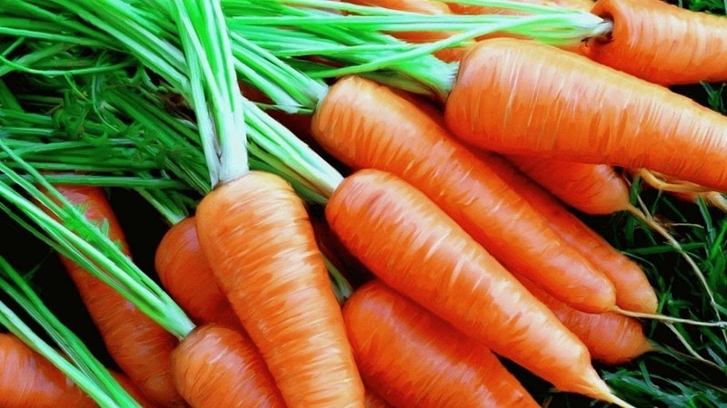 What is the name of the variety of mini carrots?