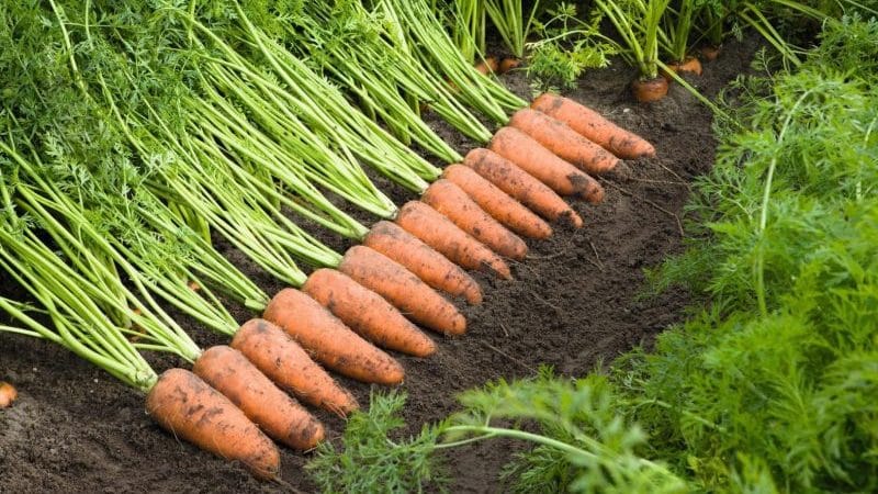What is the name of the variety of mini carrots?