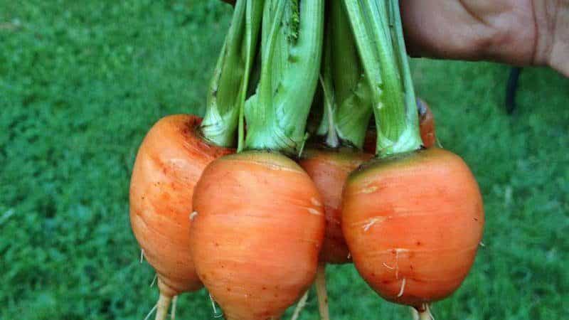 What is the name of the variety of mini carrots?