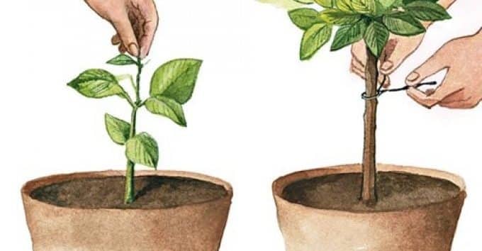 How to properly prune a tangerine tree at home: step-by-step instructions