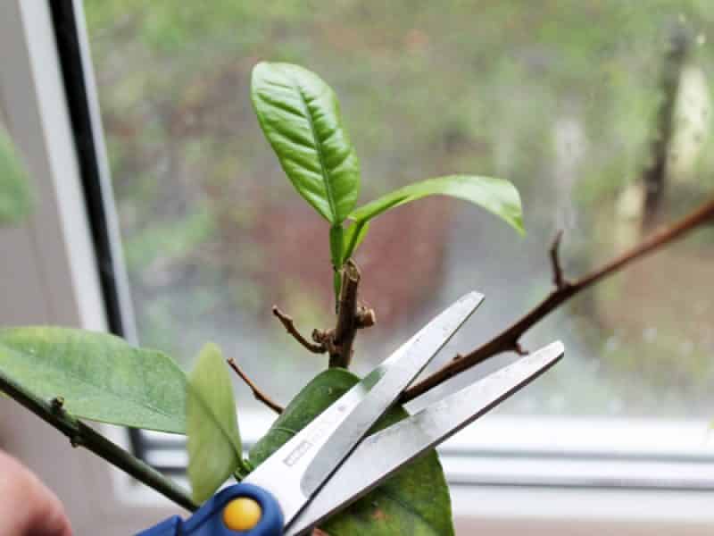 How to properly prune a tangerine tree at home: step-by-step instructions
