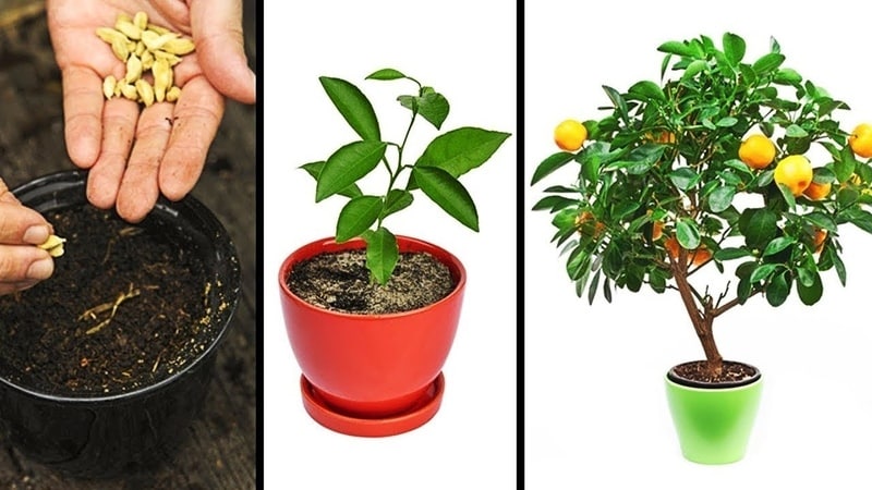 How to properly prune a tangerine tree at home: step-by-step instructions