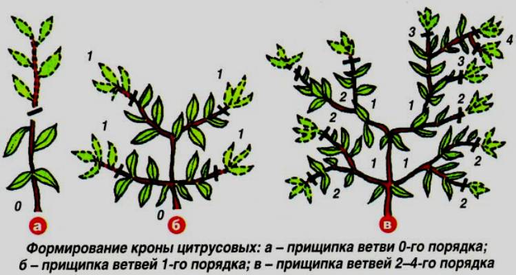 How to properly prune a tangerine tree at home: step-by-step instructions