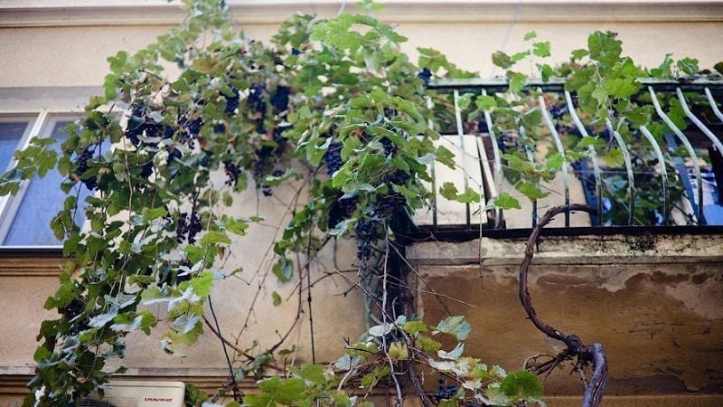 How to plant and grow grapes on the balcony