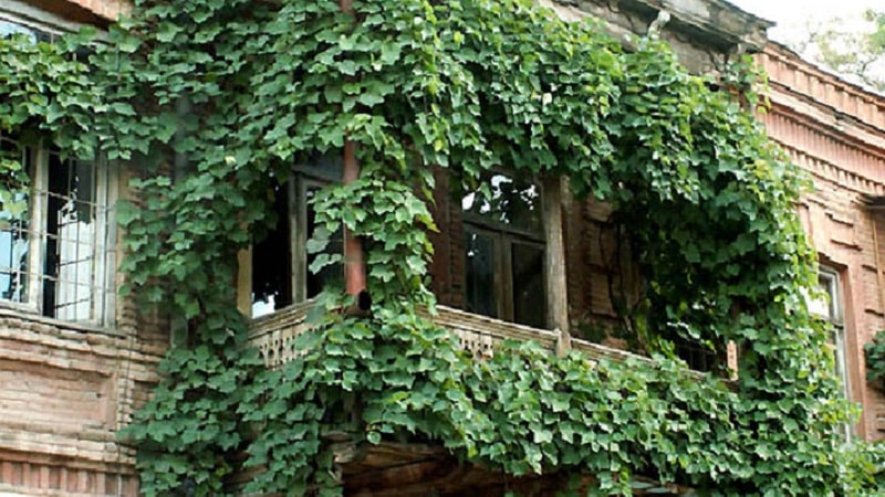How to plant and grow grapes on the balcony
