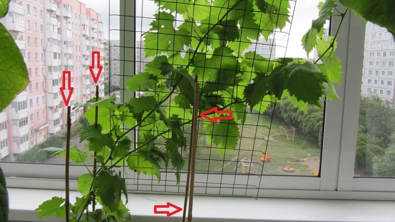 How to plant and grow grapes on the balcony