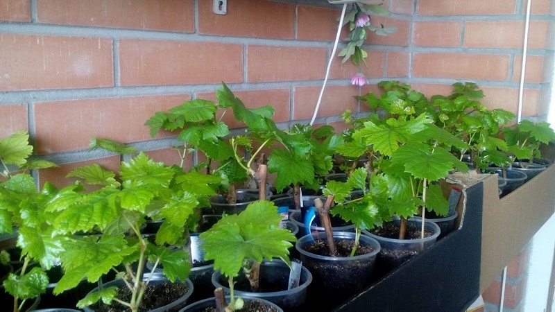 How to plant and grow grapes on the balcony