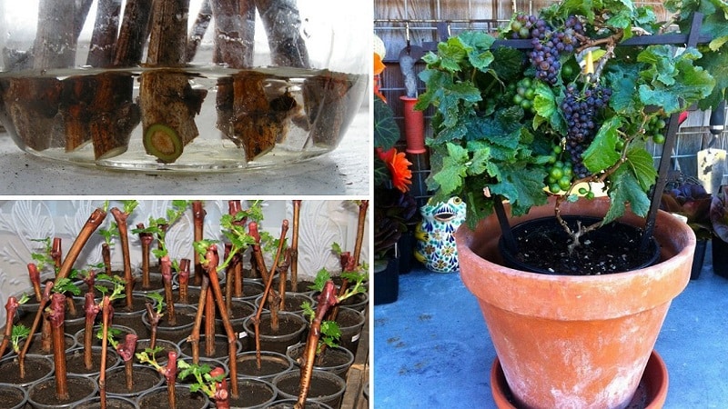 How to plant and grow grapes on the balcony