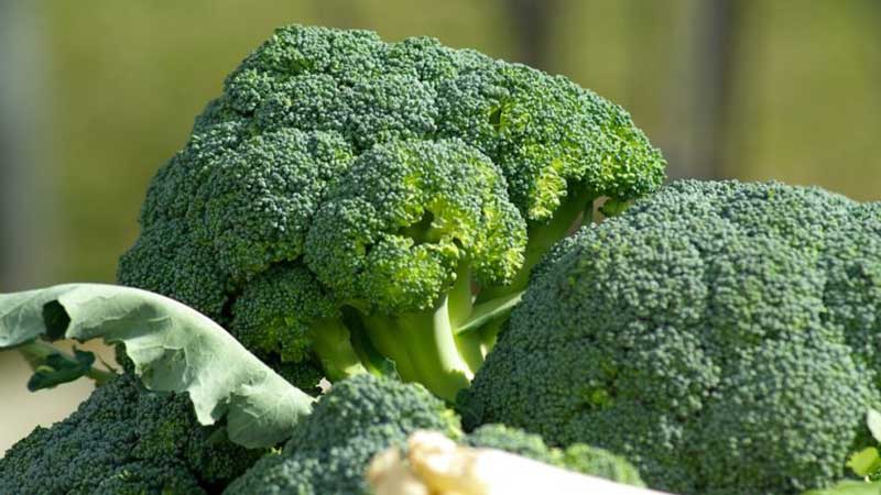 How to properly store broccoli