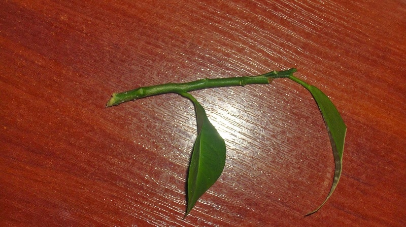 How to properly plant a lemon at home so that it does not get sick and bears fruit