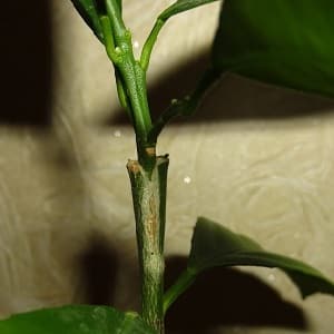 How to properly plant a lemon at home so that it does not get sick and bears fruit