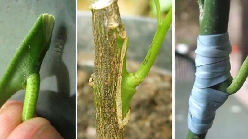 Orange variety of Meyer lemon: description, advantages and disadvantages, cultivation features