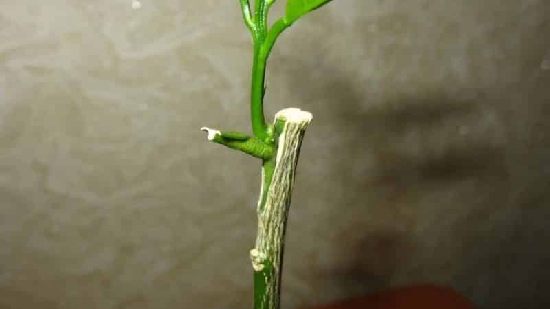 How to properly plant tangerine at home