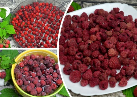 How to properly dry raspberries at home