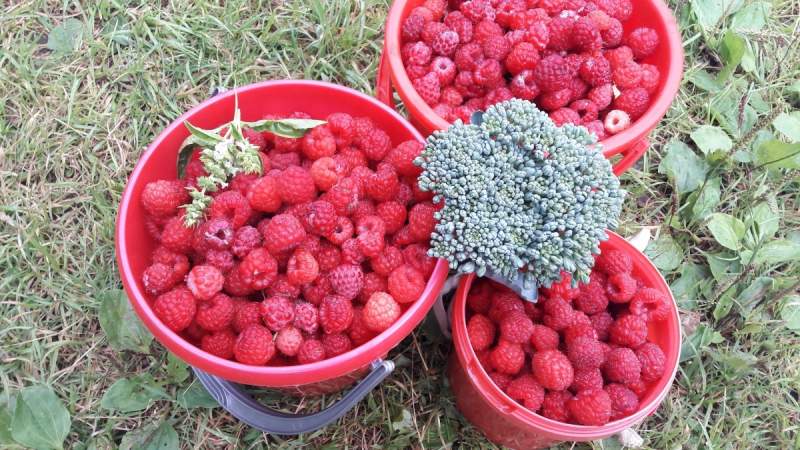 The best varieties of remontant raspberries for the south of Russia
