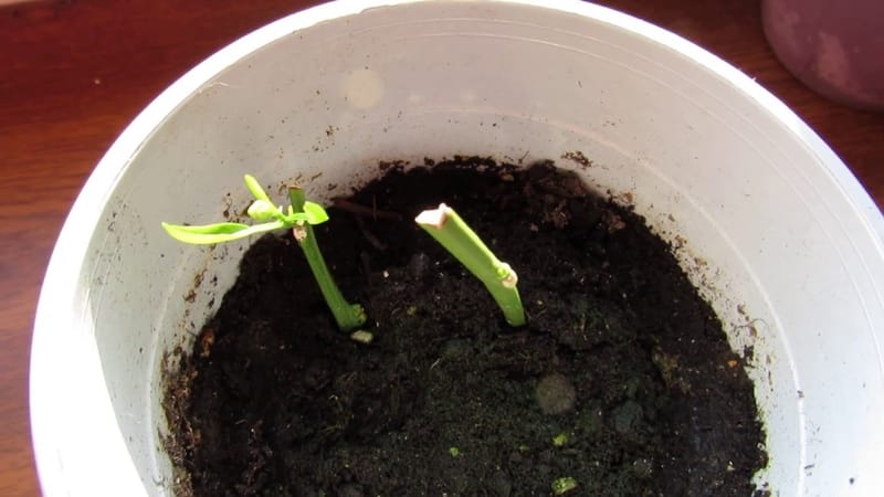 How to grow lime from a seed or cutting at home