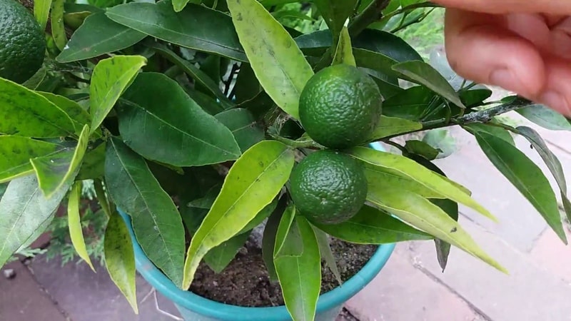 How to grow lime from a seed or cutting at home