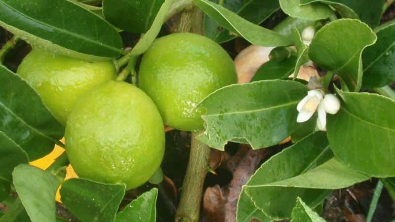How to grow lime from a seed or cutting at home