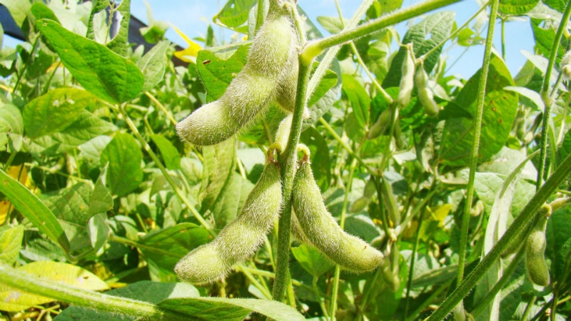 How to grow soybeans in the Moscow region