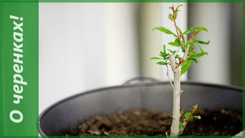 How to grow indoor pomegranate: care features