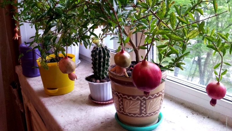 How to grow indoor pomegranate: care features