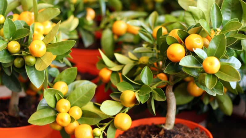 Reasons why tangerine leaves fall and methods of saving the plant