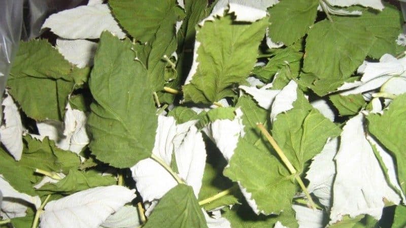 How to dry raspberry berries and leaves at home