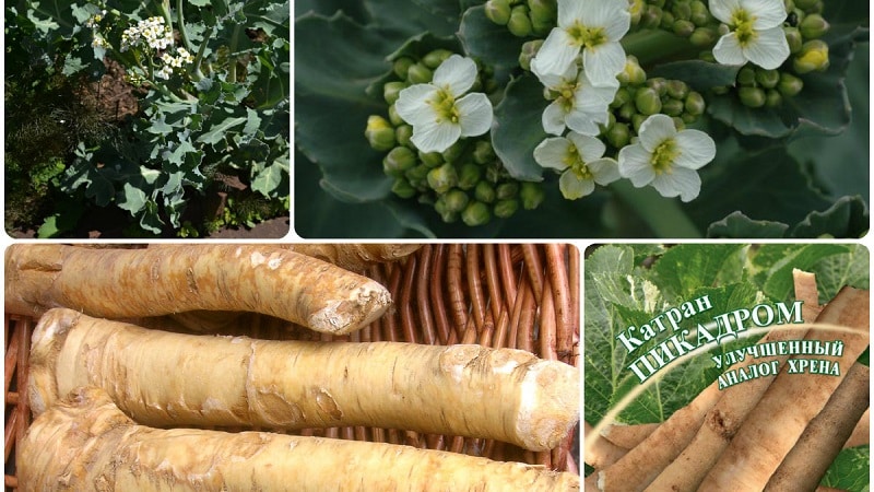 What varieties of horseradish are there and how to choose the best
