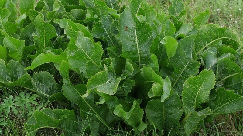 What varieties of horseradish are there and how to choose the best
