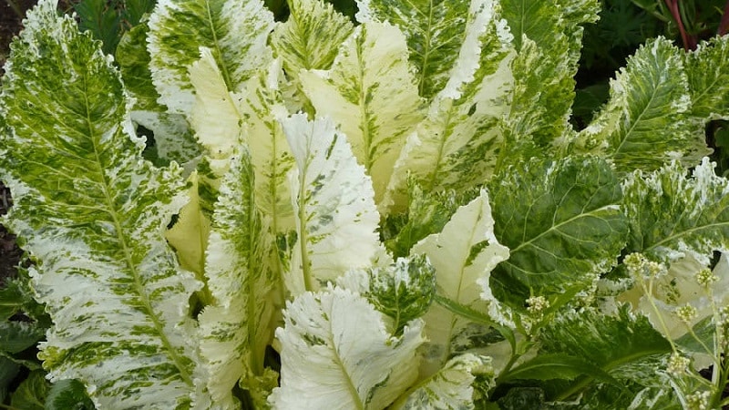 What varieties of horseradish are there and how to choose the best