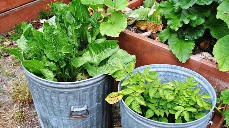 What varieties of horseradish are there and how to choose the best