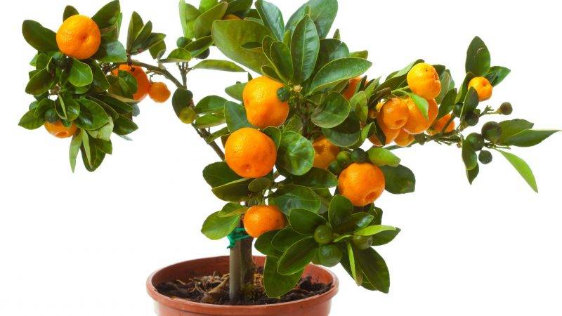What soil is suitable for tangerines at home?