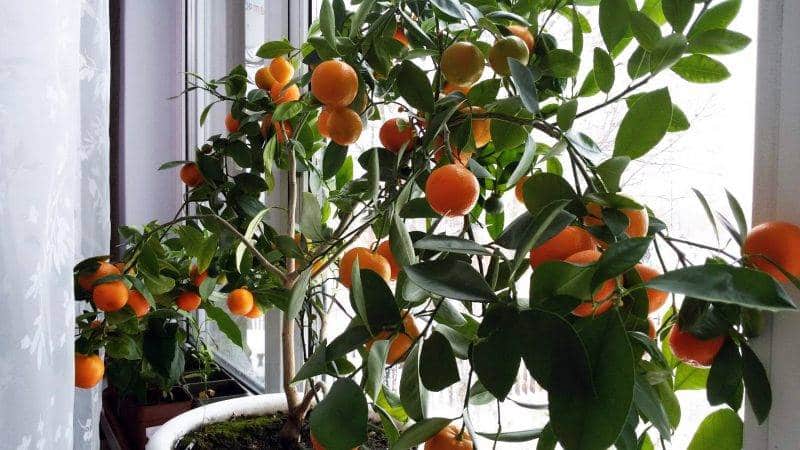 What soil is suitable for tangerines at home?