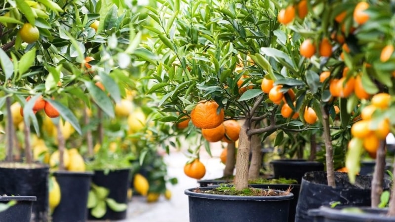 What soil is suitable for tangerines at home?