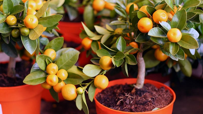 What soil is suitable for tangerines at home?