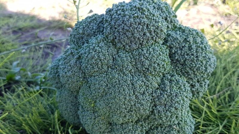 High-yielding late-ripening hybrid of broccoli cabbage Parthenon f1
