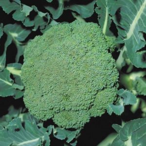 High-yielding late-ripening hybrid of broccoli cabbage Parthenon f1