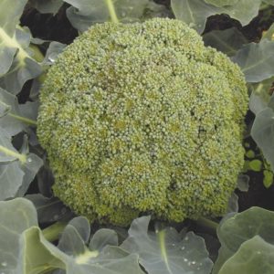 Features of cultivation and description of the broccoli variety Tonus