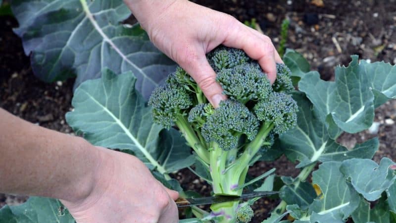 Features of cultivation and description of the broccoli variety Tonus